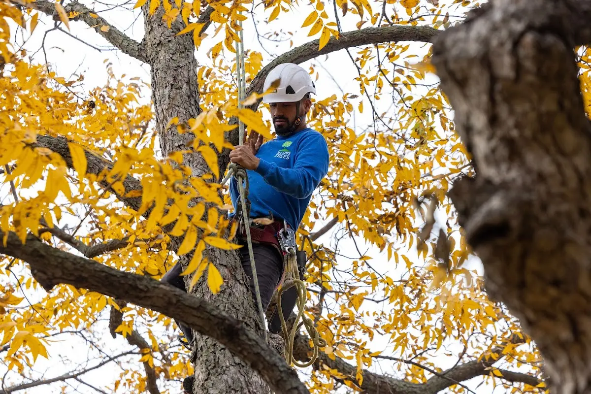 Skilled Tree Pruning crew working in Manitou